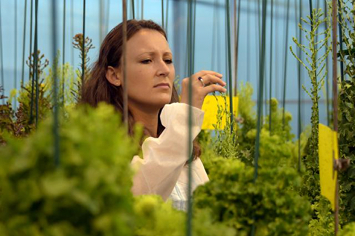 ヴィルモランみかどの研究の核となるイノベーション