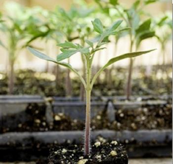 トマト台木