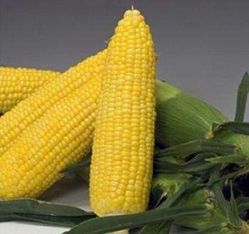 スイートコーン