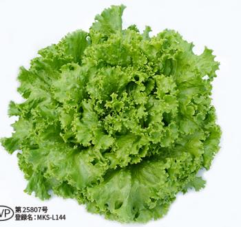 サマーインパルス