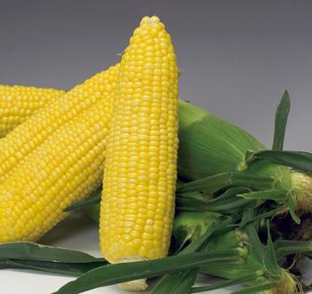 サニーショコラ８８