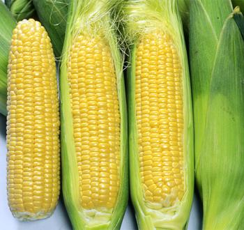 サニーショコラ