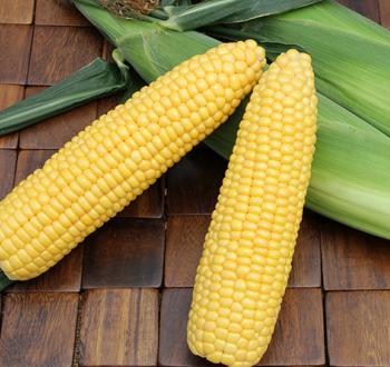 サニーショコラレオ Power