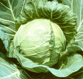 YRデライトボール