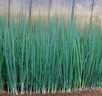 アクアグリーン