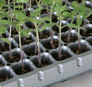 足じまんボルト