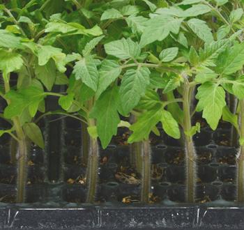 足じまんキーパー