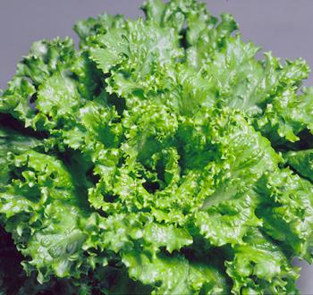 グリーンインパルス