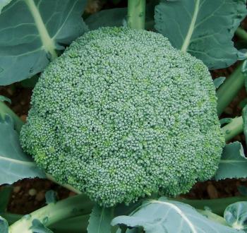 ジェットドーム