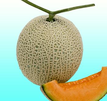 モネレッド早春晩秋系907