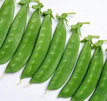 ニムラ赤花きぬさや２号