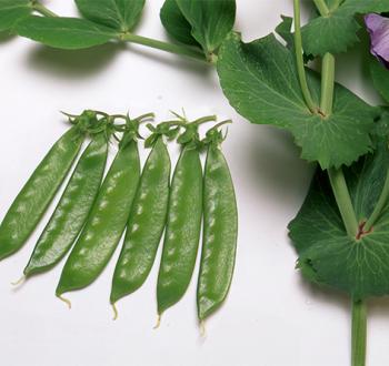 ニムラ平成１号