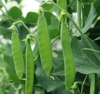 ニムラ白花きぬさや