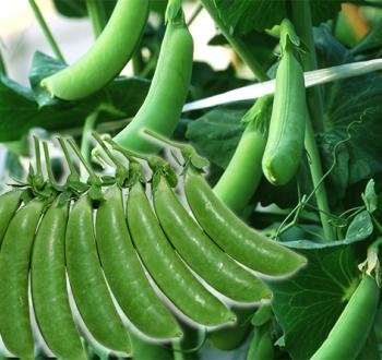 ニムラサラダスナップ