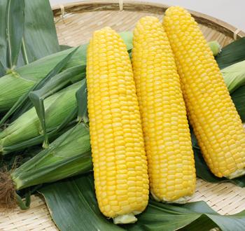 サニーショコラ ライラ