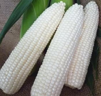 ホワイトショコラ