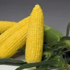 スイートコーン